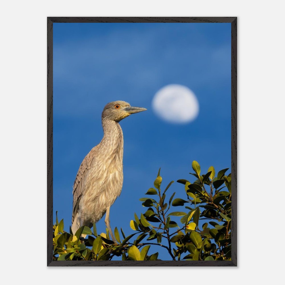 Coastal bird print shown in frame colour options