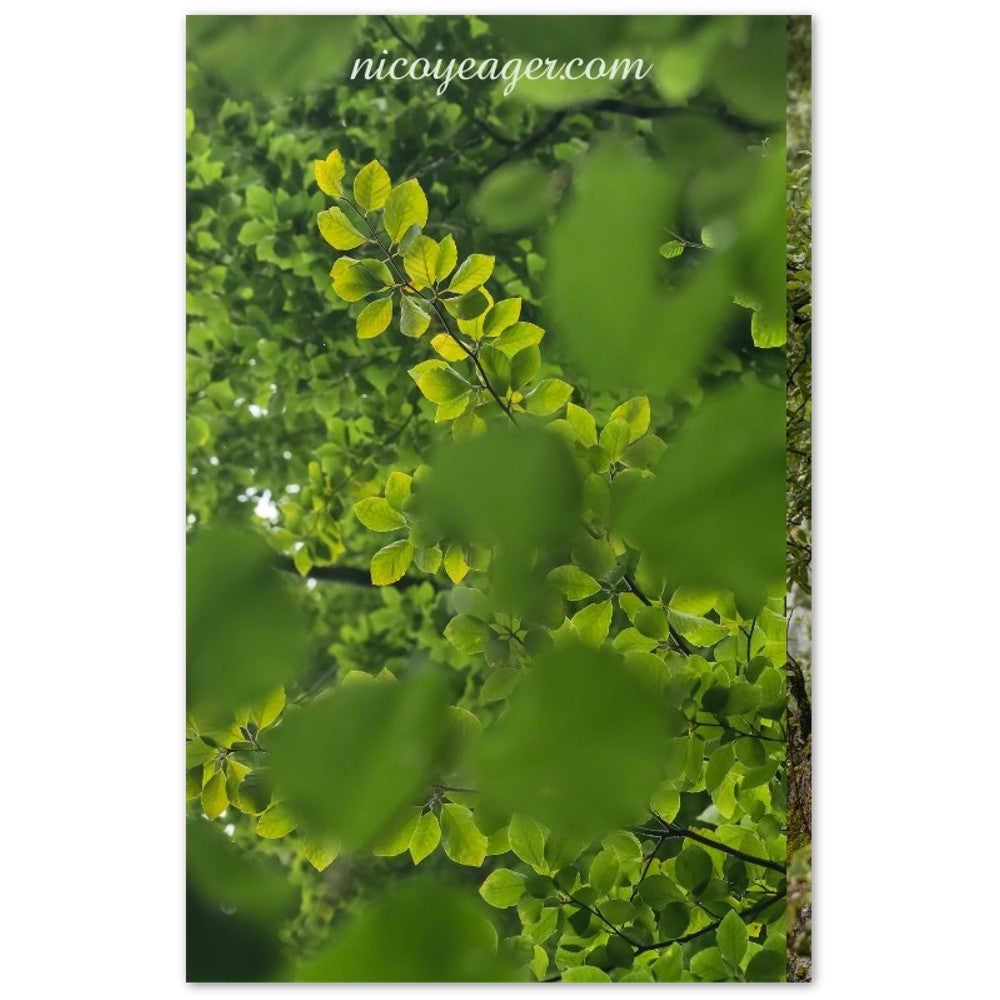 Green forest birthday card set of 10 with premium envelopes