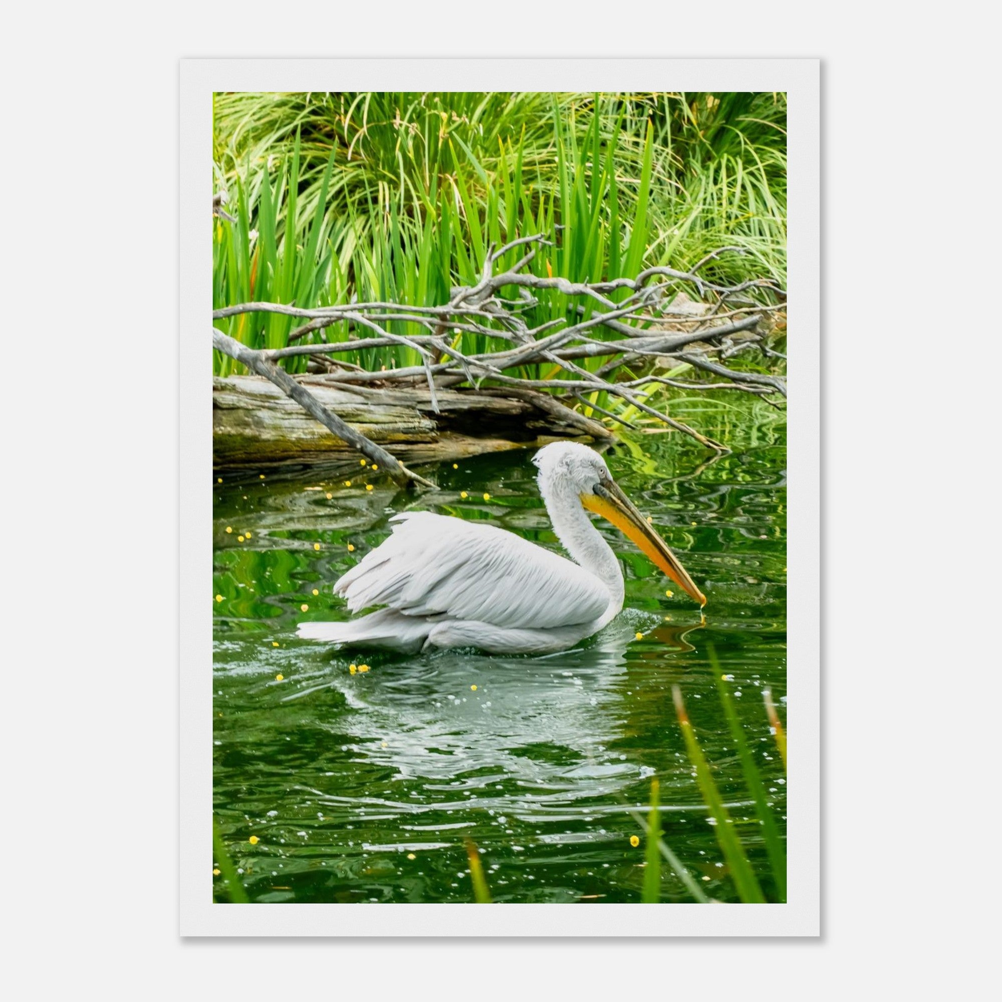 White pelican print showing wooden frame and matte paper detail