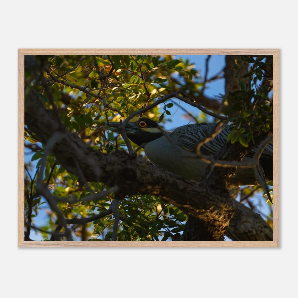 Yellow crowned night heron print sized against a wall