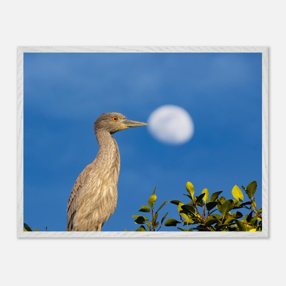 Night heron print showing frame and matte paper detail