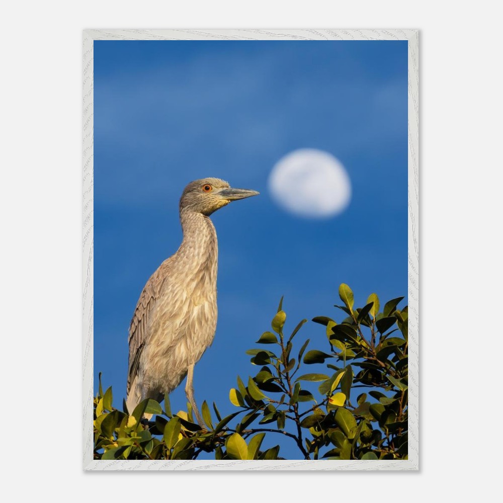 Framed yellow crowned night heron print on a wall