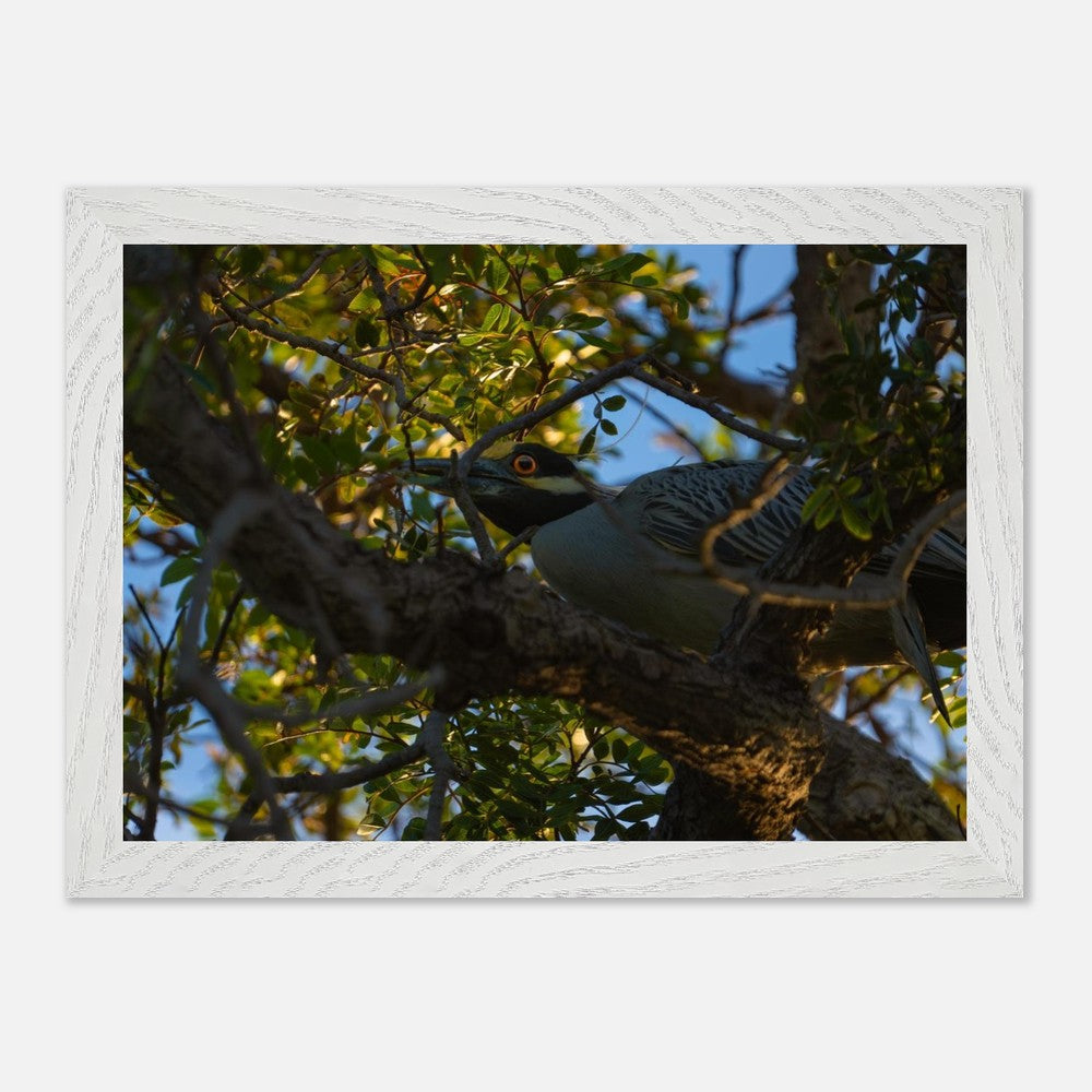 Bird photography poster shown in frame colour options