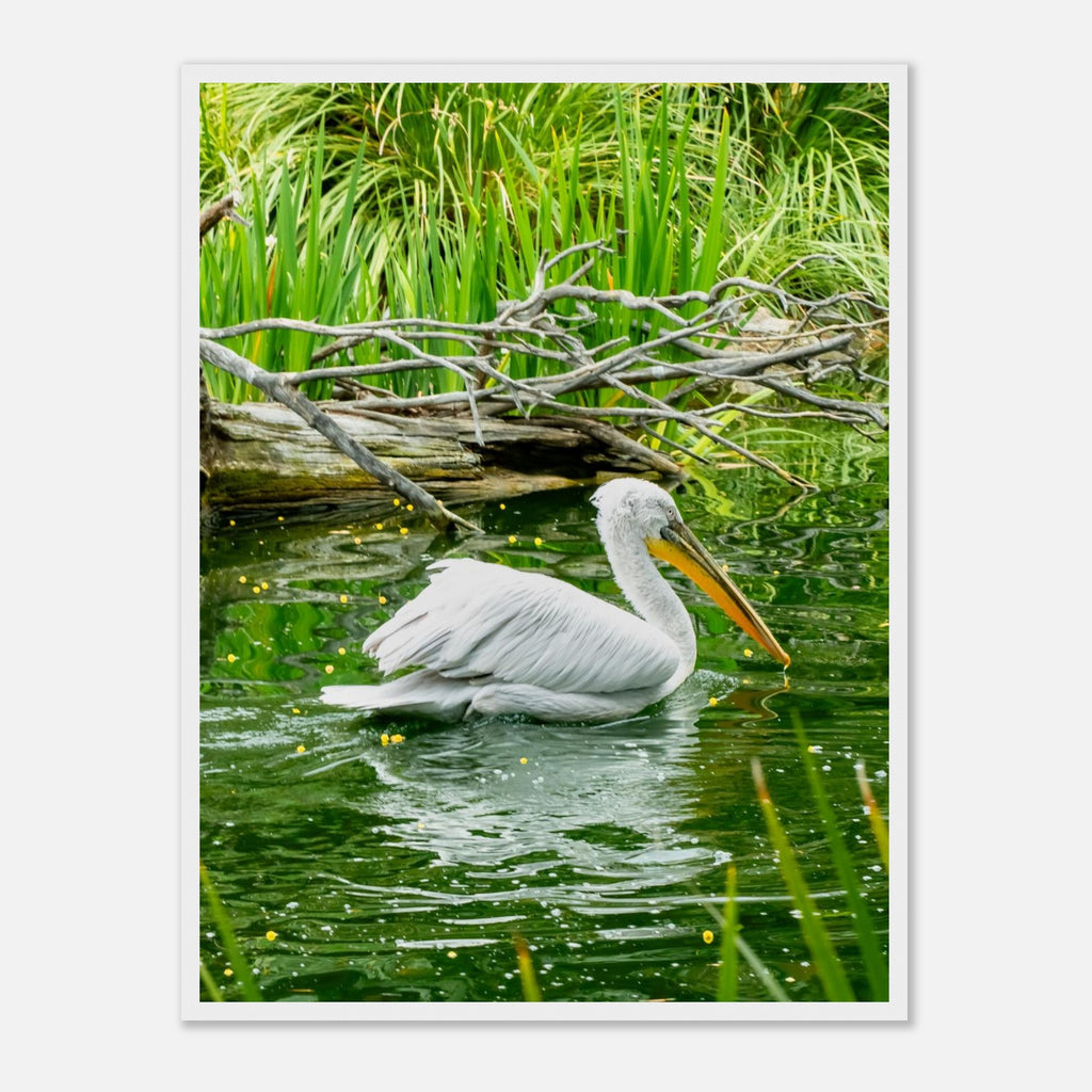 White pelican poster shown in four wood frame finishes