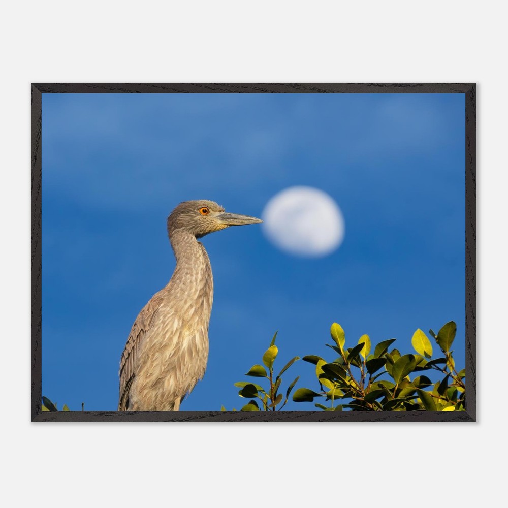 Yellow crowned night heron wall art sized against a wall