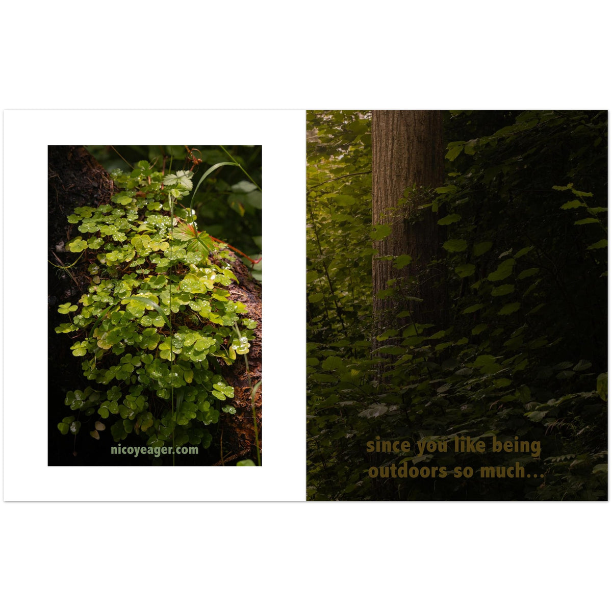Lush greenery photography postcards stacked in a set of 10