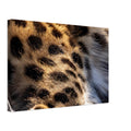 Leopard photography canvas print in warm amber tones