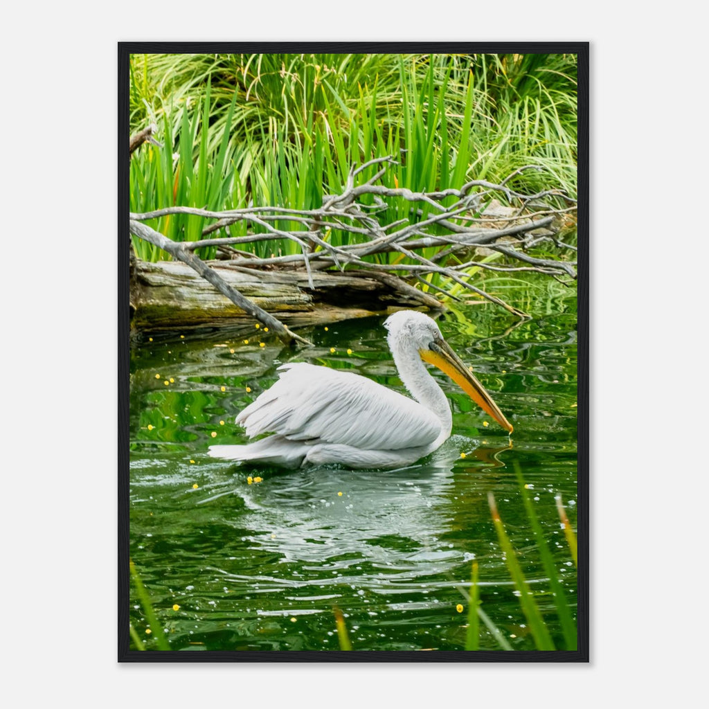 White pelican photograph on classic matte paper in a wooden frame