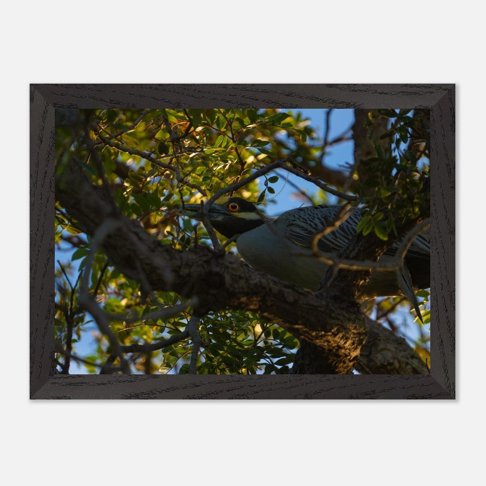 Night heron poster showing frame and matte paper detail