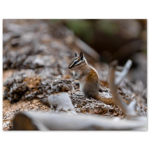 Chipmunk thank you card set of 10 fanned out with envelopes