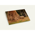 Sequoia deer photography thank you card with premium envelope