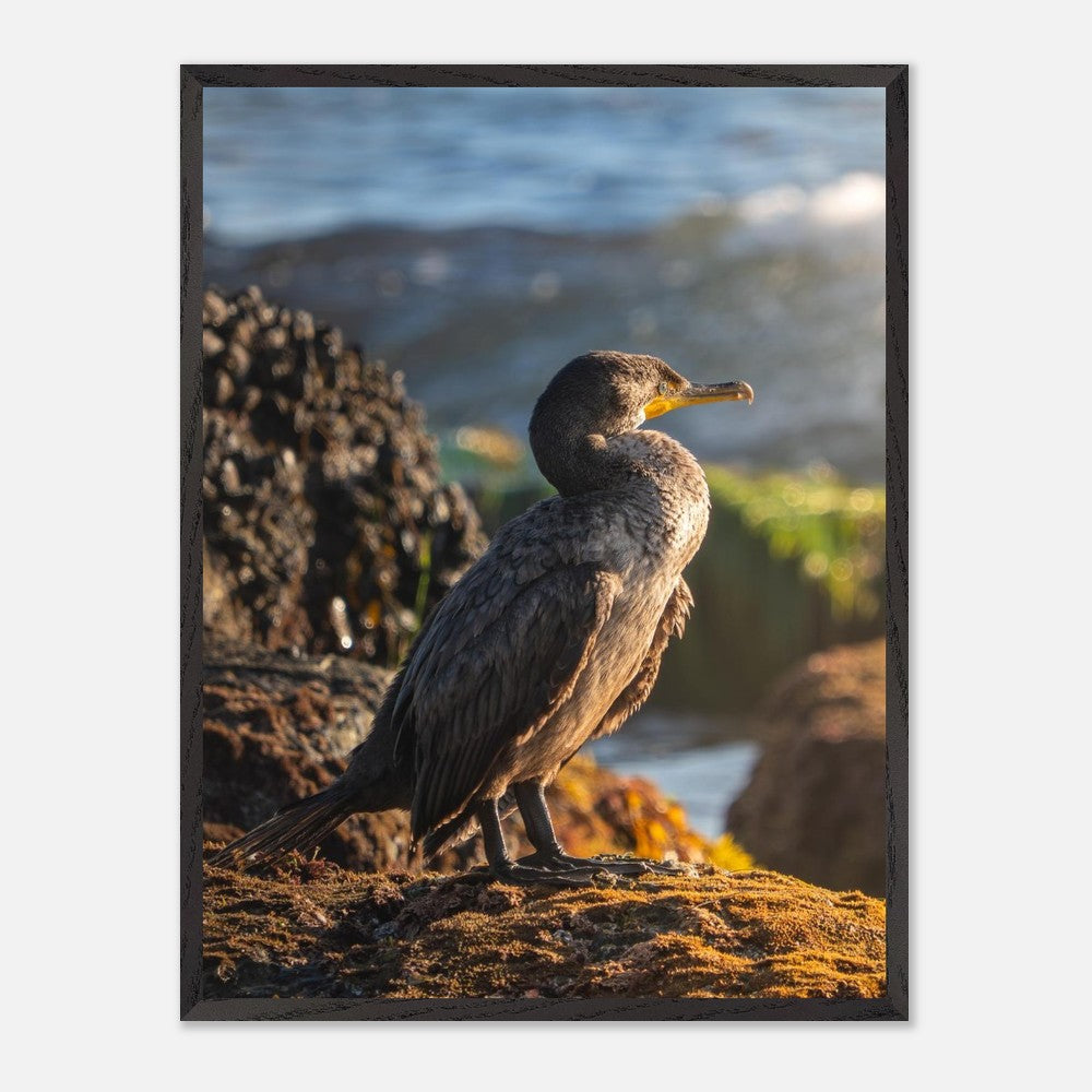 Cormorant bird art print for coastal wall decor