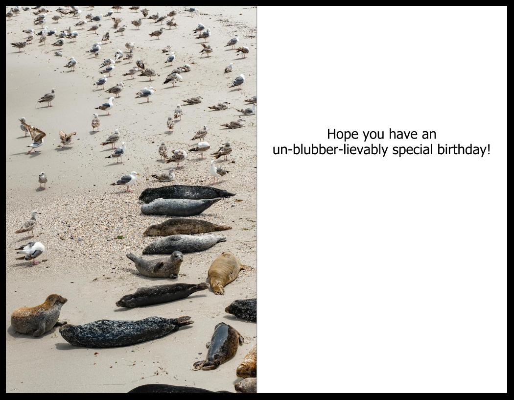 Playful seal greeting card held in hand