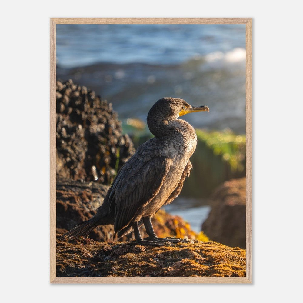 Cormorant coastal print sized against a wall for scale