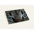 Cat photography thank you card with premium envelope