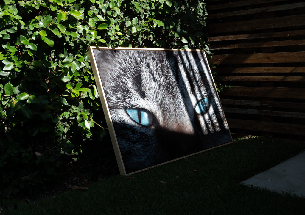 Pet photography print sized against a wall for scale