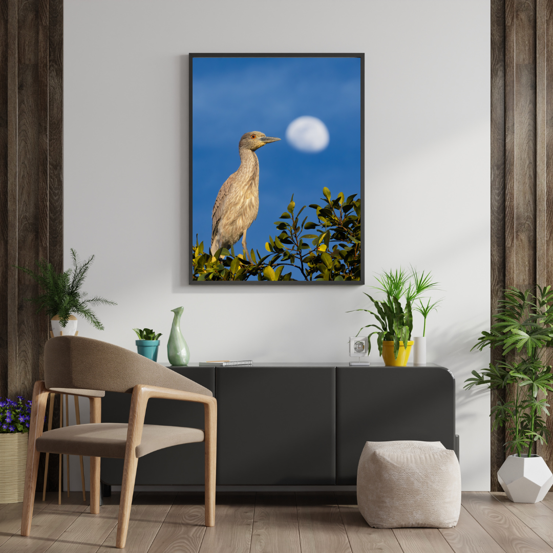 Yellow Crowned Night Heron