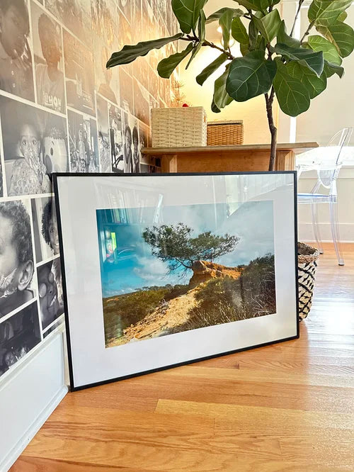 Torrey Pine tree print, San Diego landscape photography in metal frame