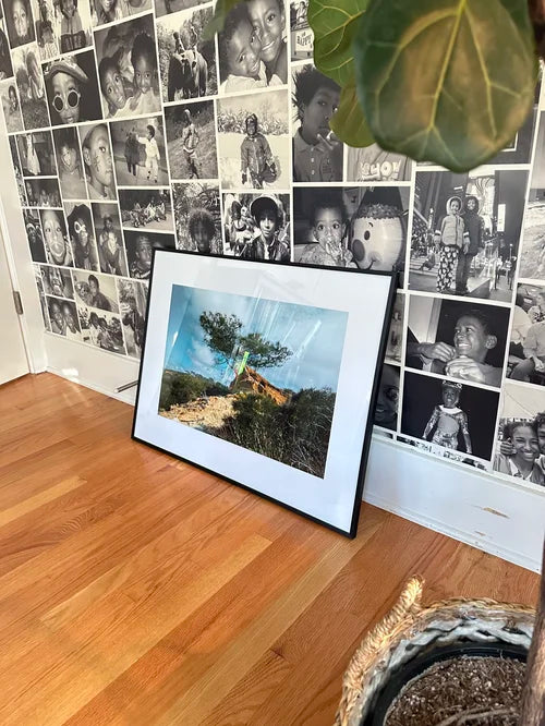 Torrey Pine tree photography print shown at full size