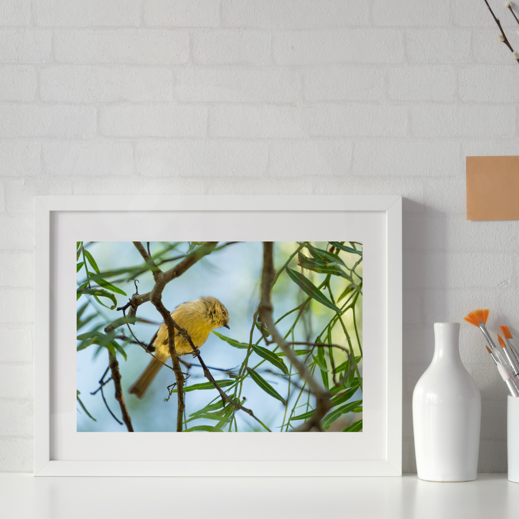 Yellow-faced honeyeater photography print shown at full size