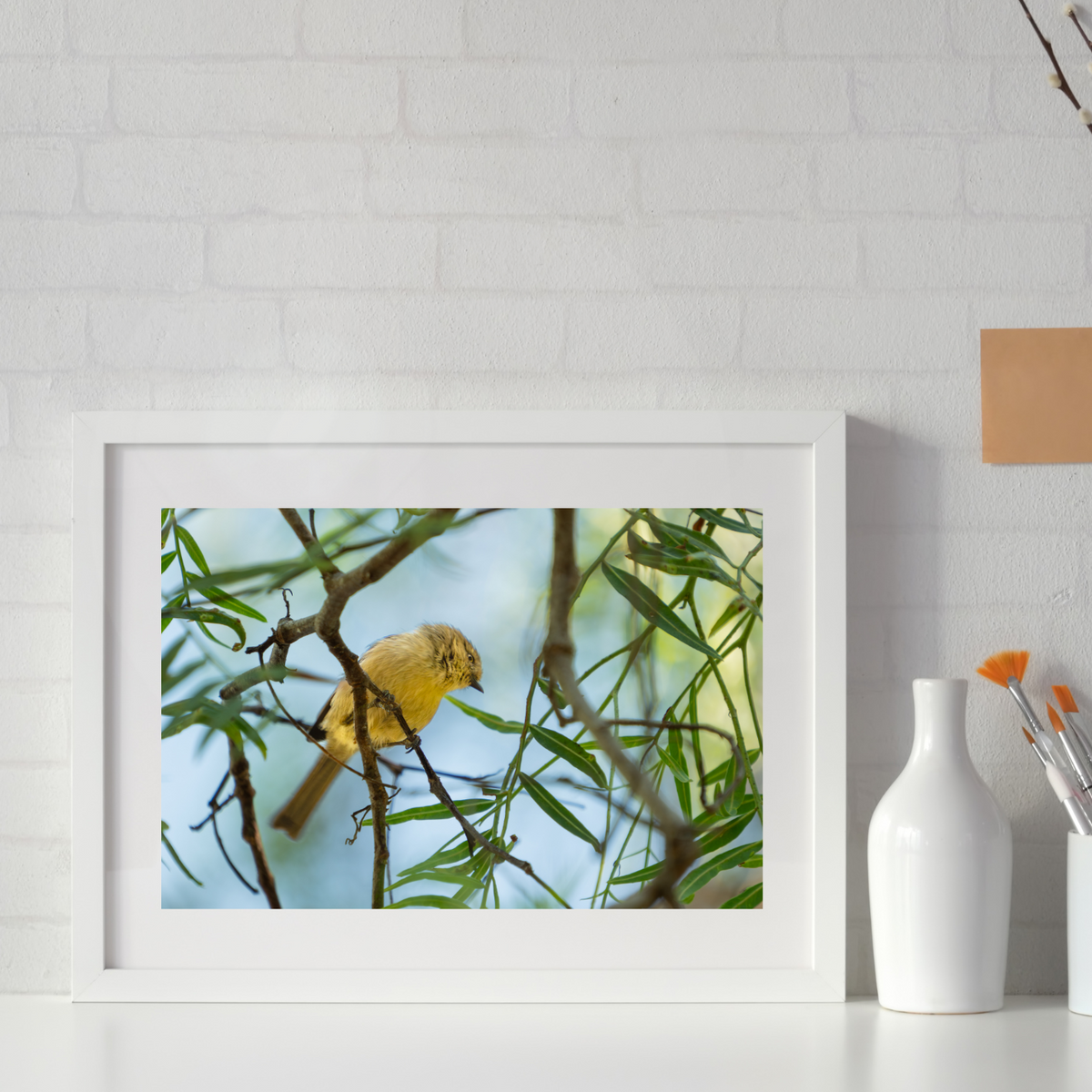 Yellow-faced honeyeater photography print shown at full size