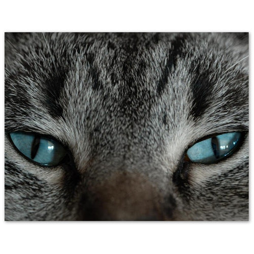 Cat photography thank you card set of 10 fanned out with envelopes