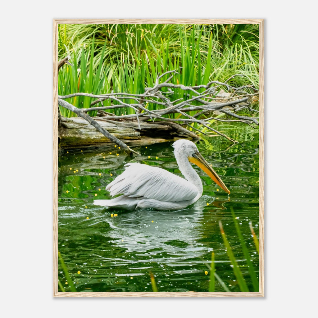Framed white pelican print hanging as coastal wall art
