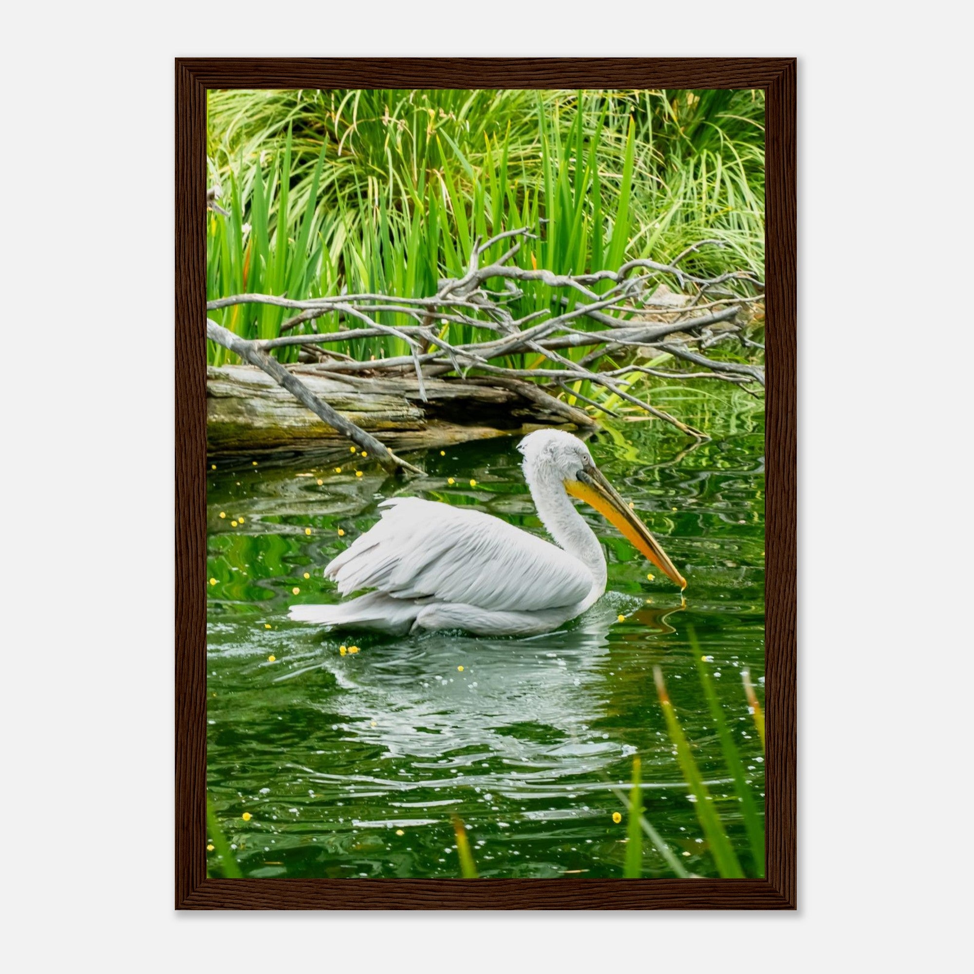 Wooden framed white pelican poster hanging as coastal bird wall art