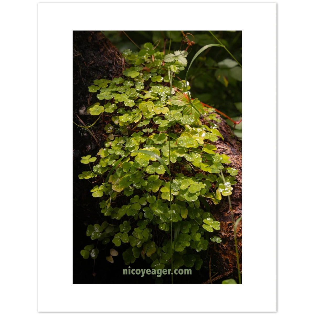 Green forest postcard held in hand, close detail