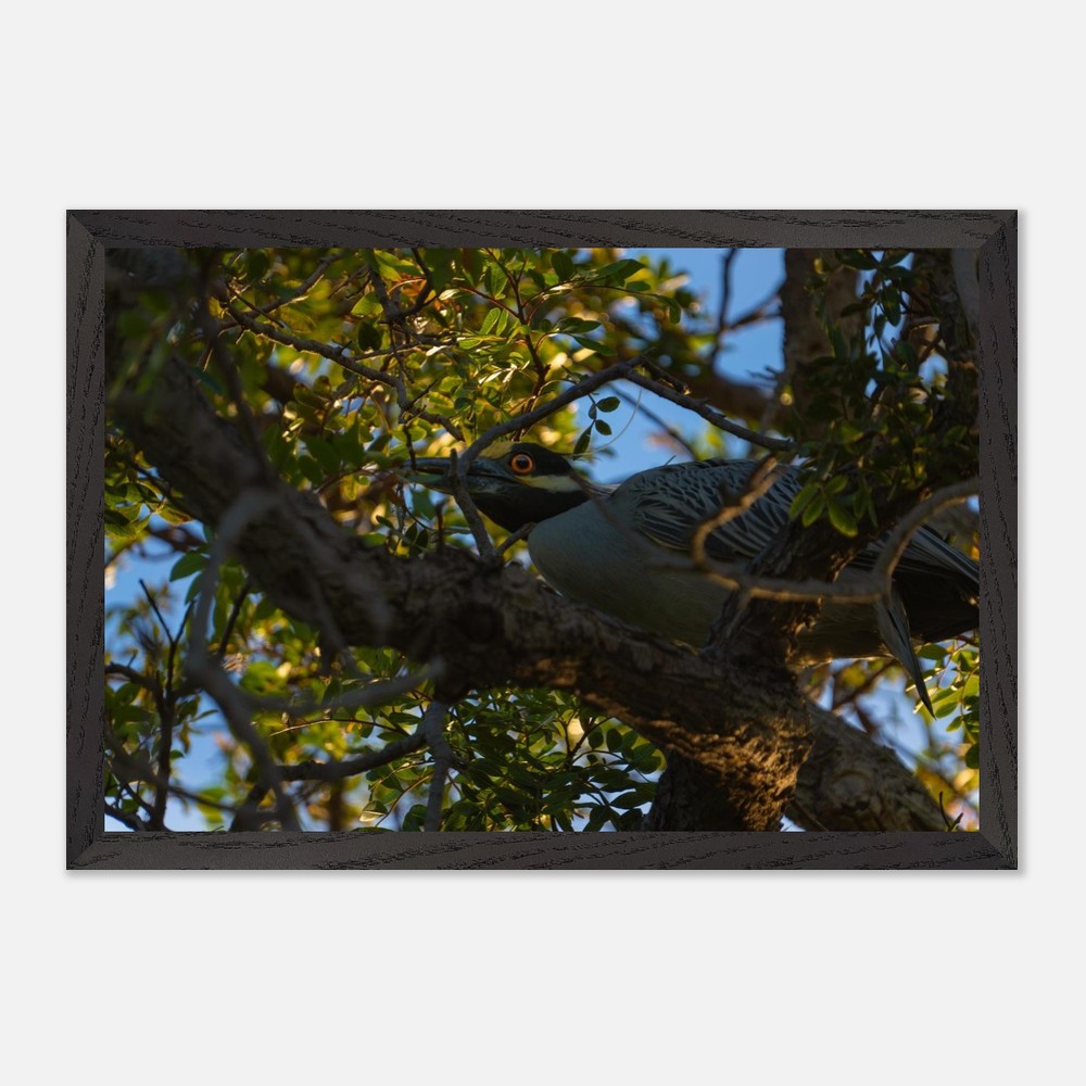 Framed night heron poster hanging on a wall