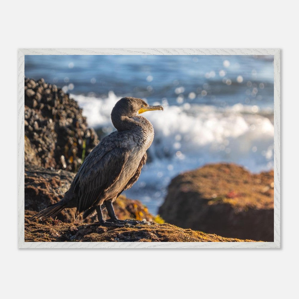 Framed cormorant bird print hanging as coastal wall decor