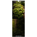 Swiss Forest Wall Calendar, Nature Photography Monthly Planner
