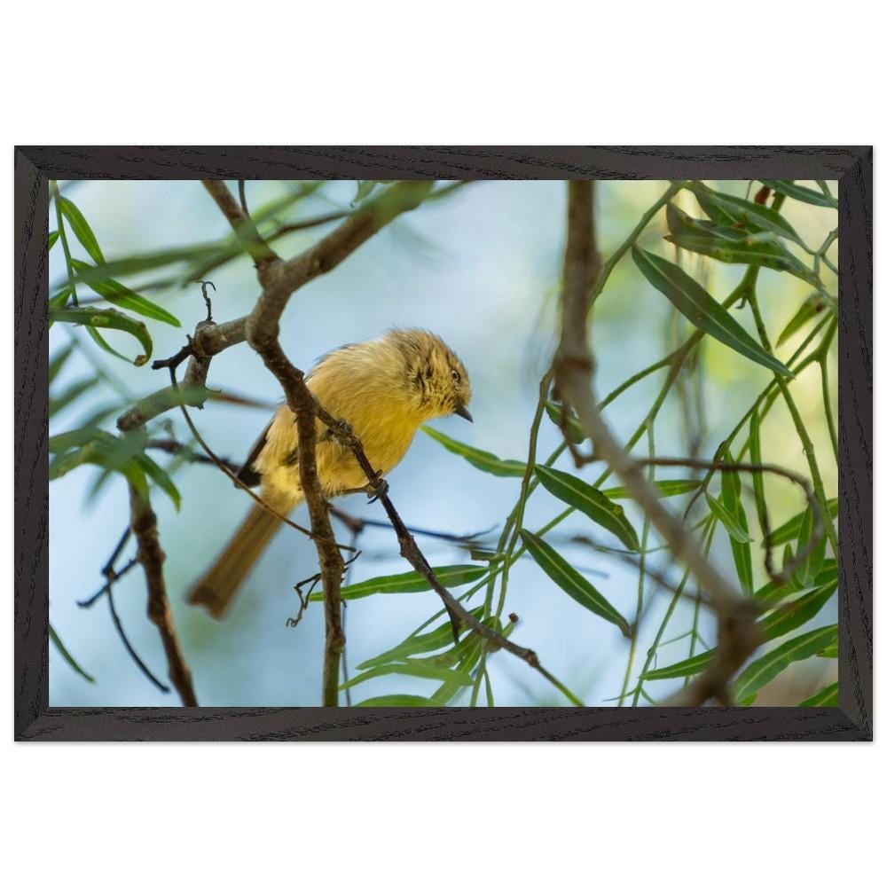 Yellow Faced Honeyeater Print, Songbird Photography Wall Art, Bird Lover Gift