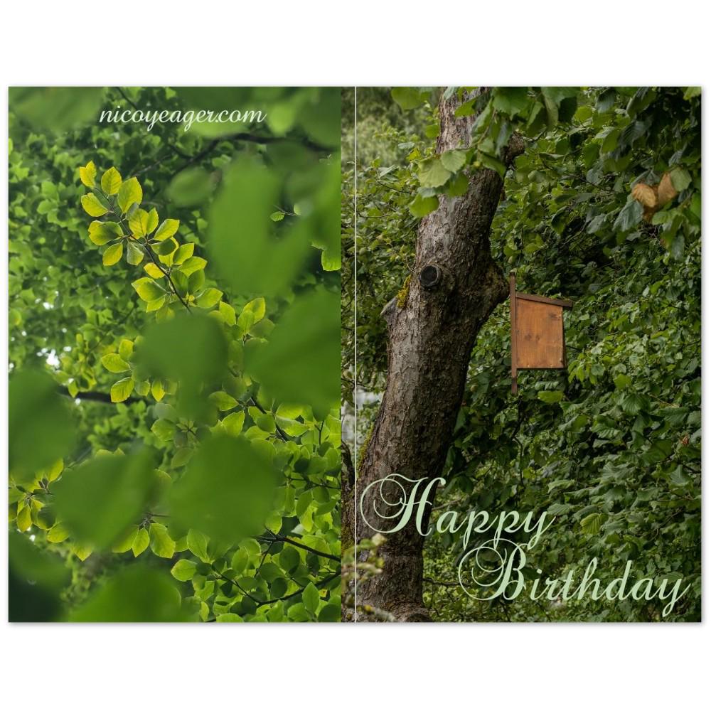Green Forest Birthday Card, Swiss Nature Photography Greeting Card Set