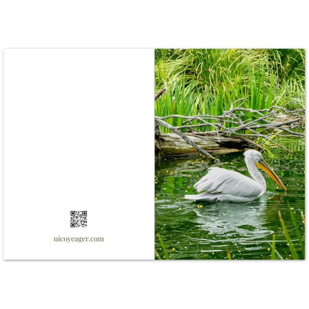 Great White Pelican Cards, Coastal Bird Photography Note Card Set