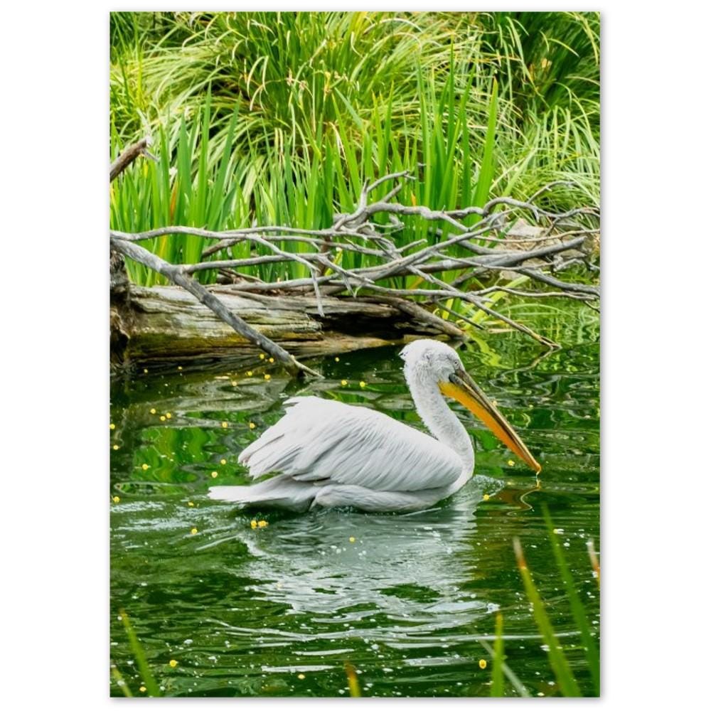 Great White Pelican Cards, Coastal Bird Photography Note Card Set