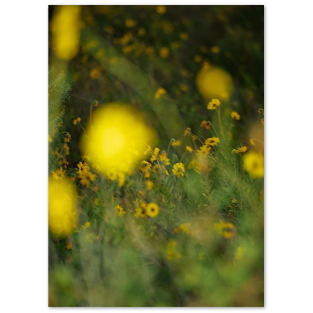 Yellow Wildflower Cards, Flower Photography Greeting Cards