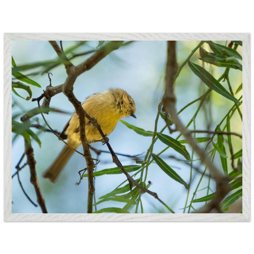 Yellow Faced Honeyeater Print, Songbird Photography Wall Art, Bird Lover Gift
