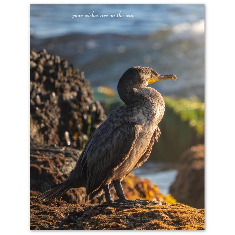 Cormorant Golden Hour Cards, Coastal Bird Photography, Crystal Cove Nature Note Card